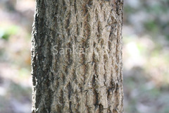 Terminalia crenulata